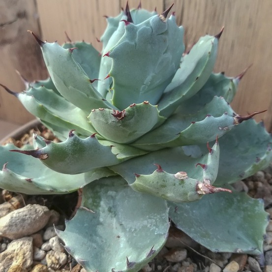 Agave potatorum 'var. Verschaffeltii' pot de 2l/3l