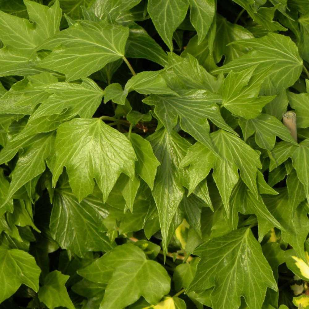 Lierre des bois ivalace godet - 5/20 cm