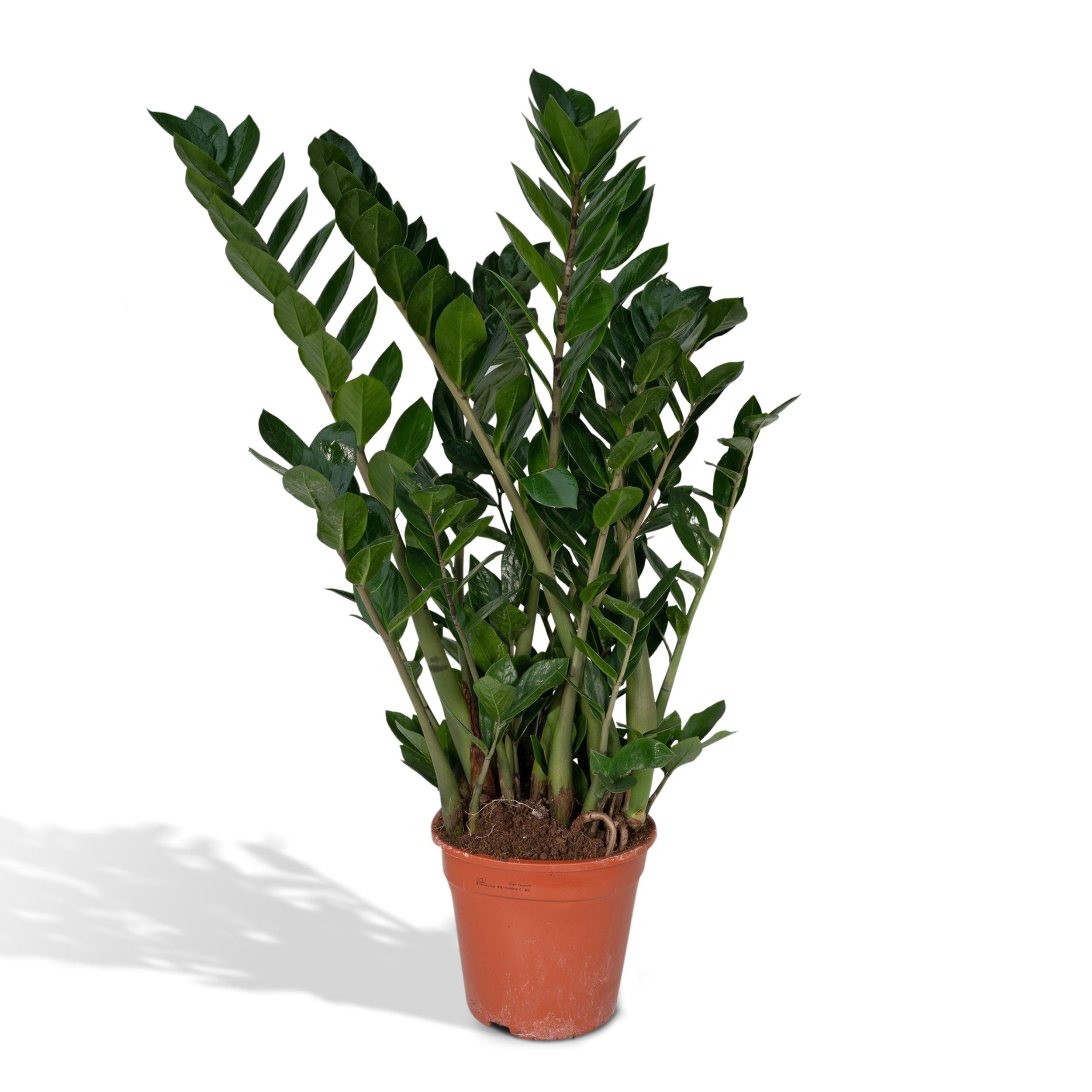 Plante d'intérieur - zamioculcas zamiifolia 80cm