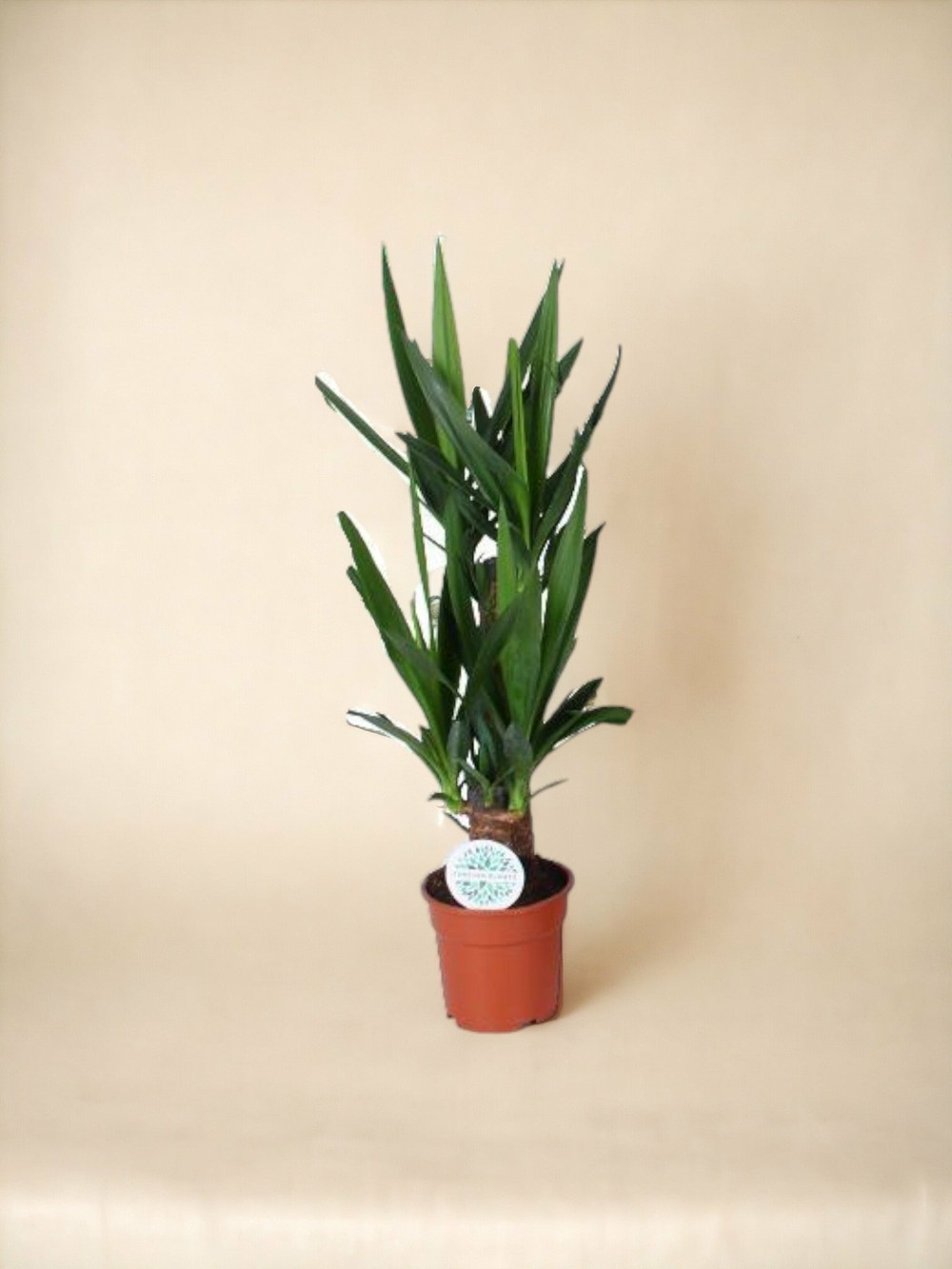 Plante d'intérieur - yucca 80cm