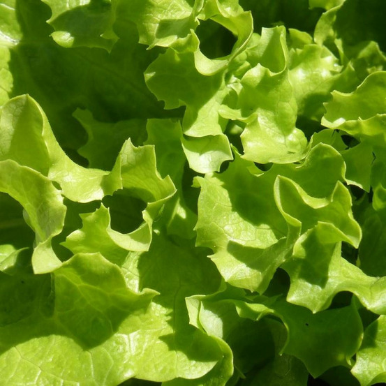 Graines de laitue batavia dorée de printemps - prix malin sachet