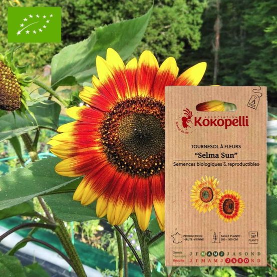 Tournesol à fleurs selma sun- graines bio à semer