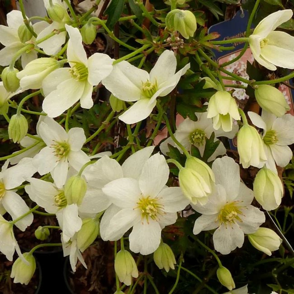 Clématite 'avalanche®' ('blaaval') - clematis forsteri 3l - 60/90cm