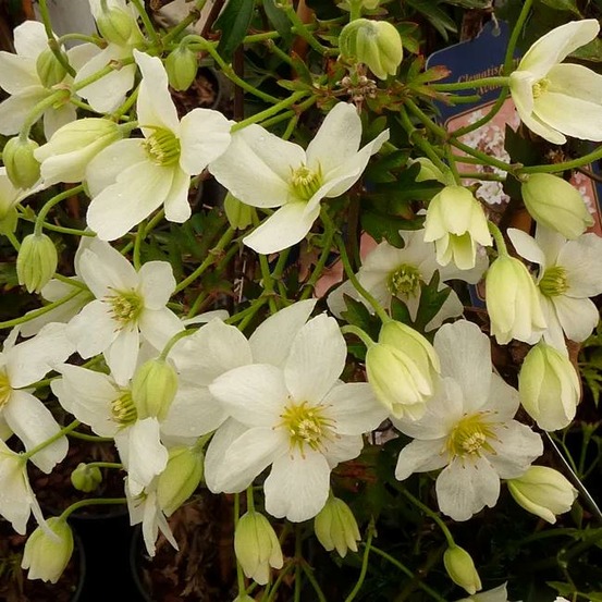 Clématite 'avalanche®' ('blaaval') - clematis forsteri 3l - 60/90cm