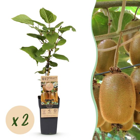 Kiwi 'hayward' - pot 15 cm - hauteur 50 cm - plante d'extérieur