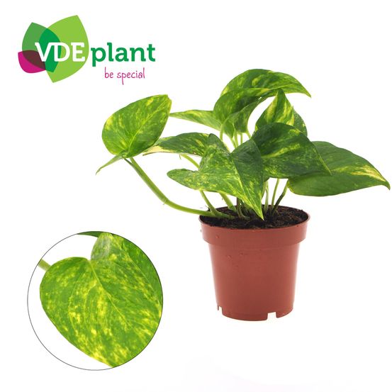 Epipremnum aureum - ø12cm - ↕25cm - plantes d'intérieur