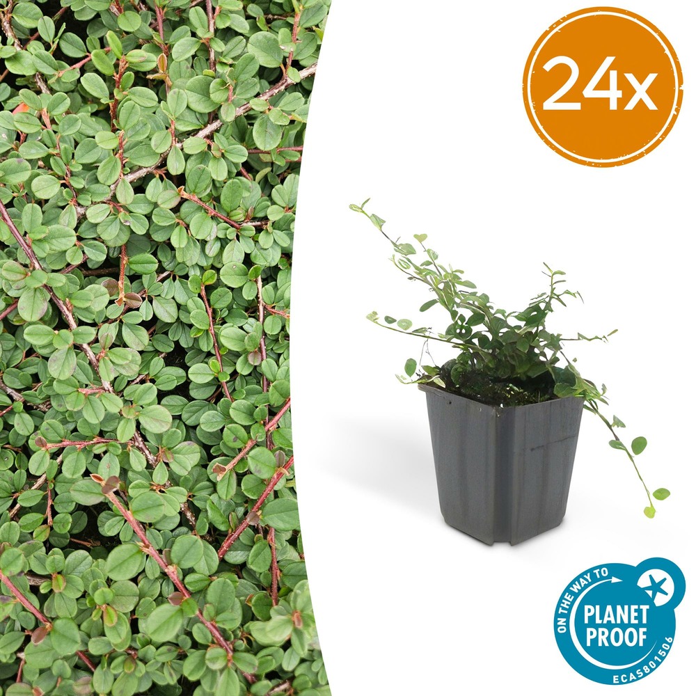 Lot de 24 - cotoneaster pr. 'queen of carpets' - h10-25 cm