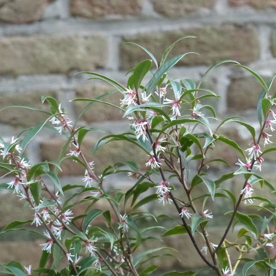 Sarcococca 'digyna purple stem' pot de 2l/3l