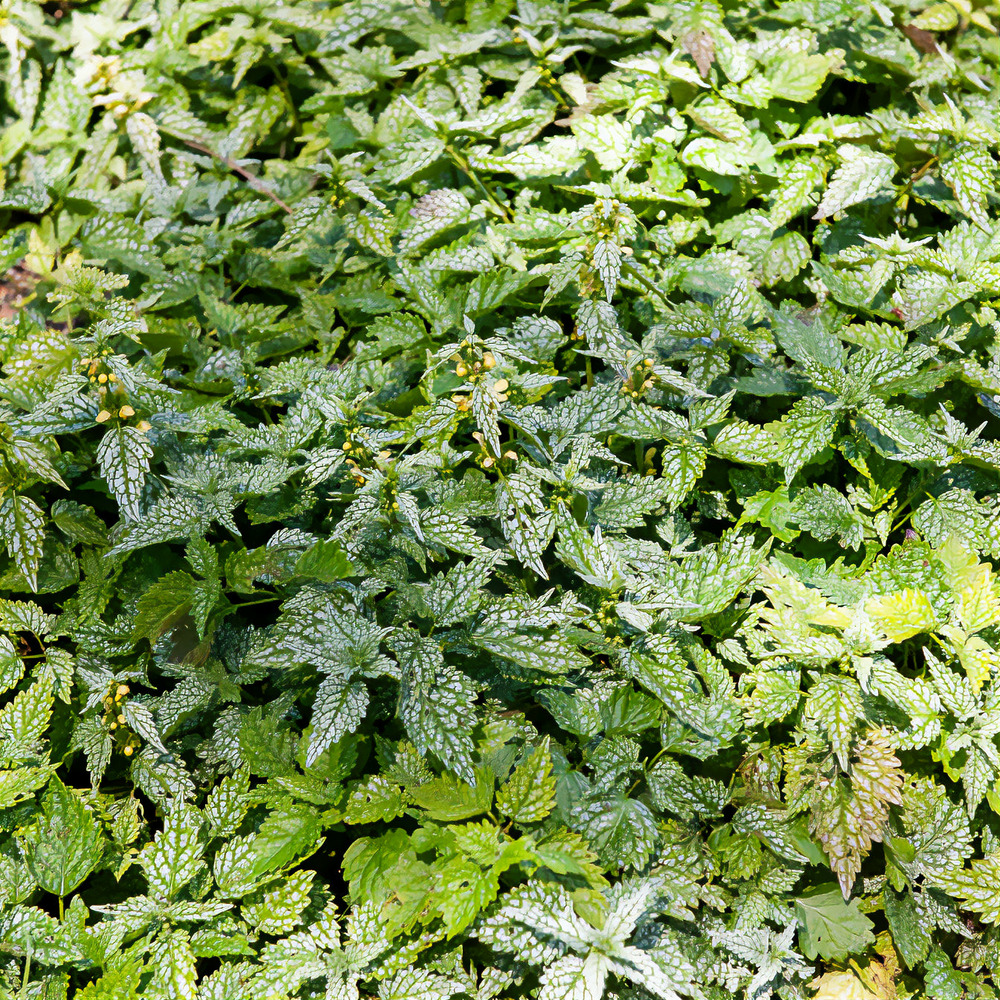 Lamier doré hermann's pride - le pot / ø 9cm