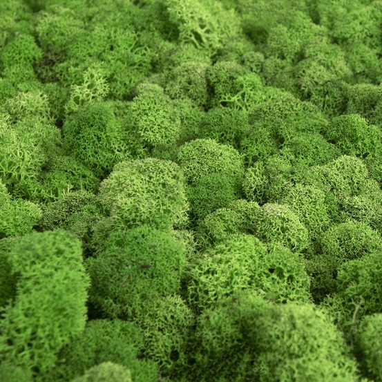 Lir/4079 lichen stabilisée citron box 4 kg