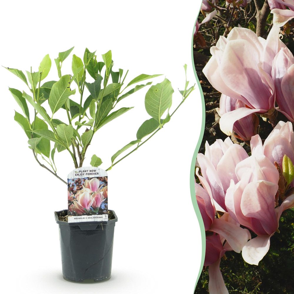 Magnolia - pot 17 cm - hauteur 45 cm