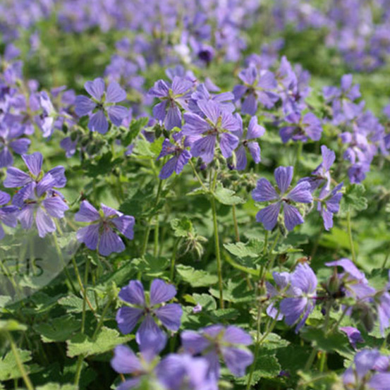6 x géranium vivace à feuilles 'philippe vapelle' - geranium 'philippe vapelle' - godet 9cm x 9cm