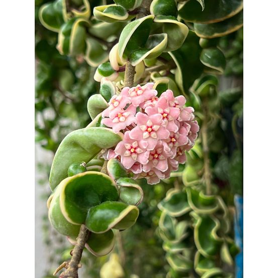 Hoya compacta variegata - pot de 6cm - plantes d'intérieur