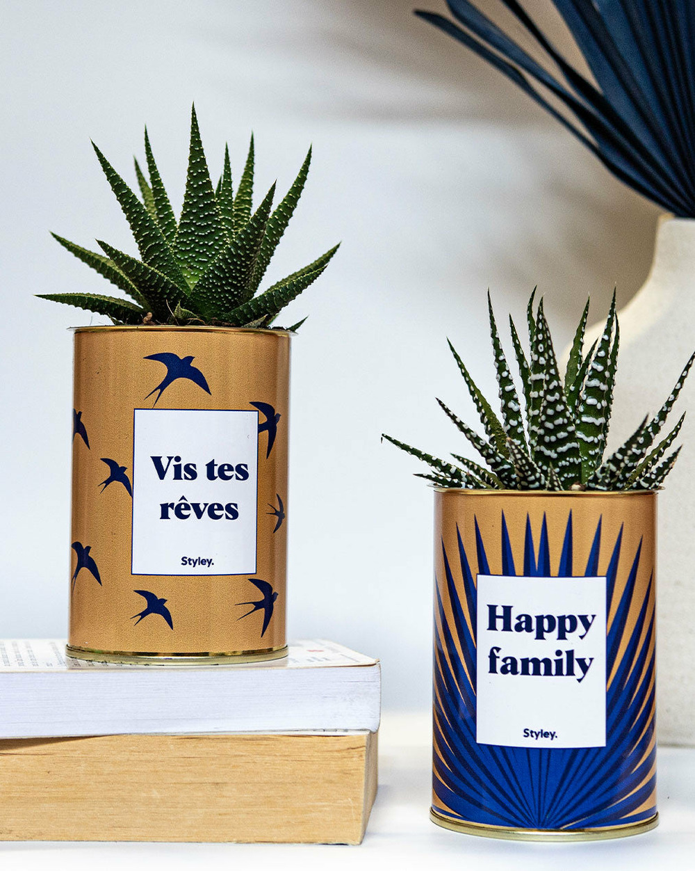 Plante drôle - vis tes rêves - cactus