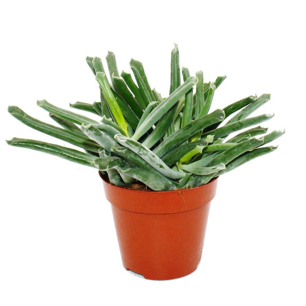 Cotyledon elephants trunk