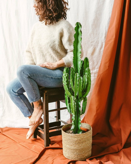Cactus euphorbia erythrea- xl 70cm - plante d'intérieur