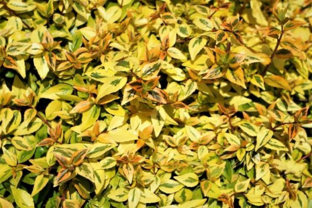 Abelia grand; 'kaleidoscope' - pot 4 l - h 50 cm
