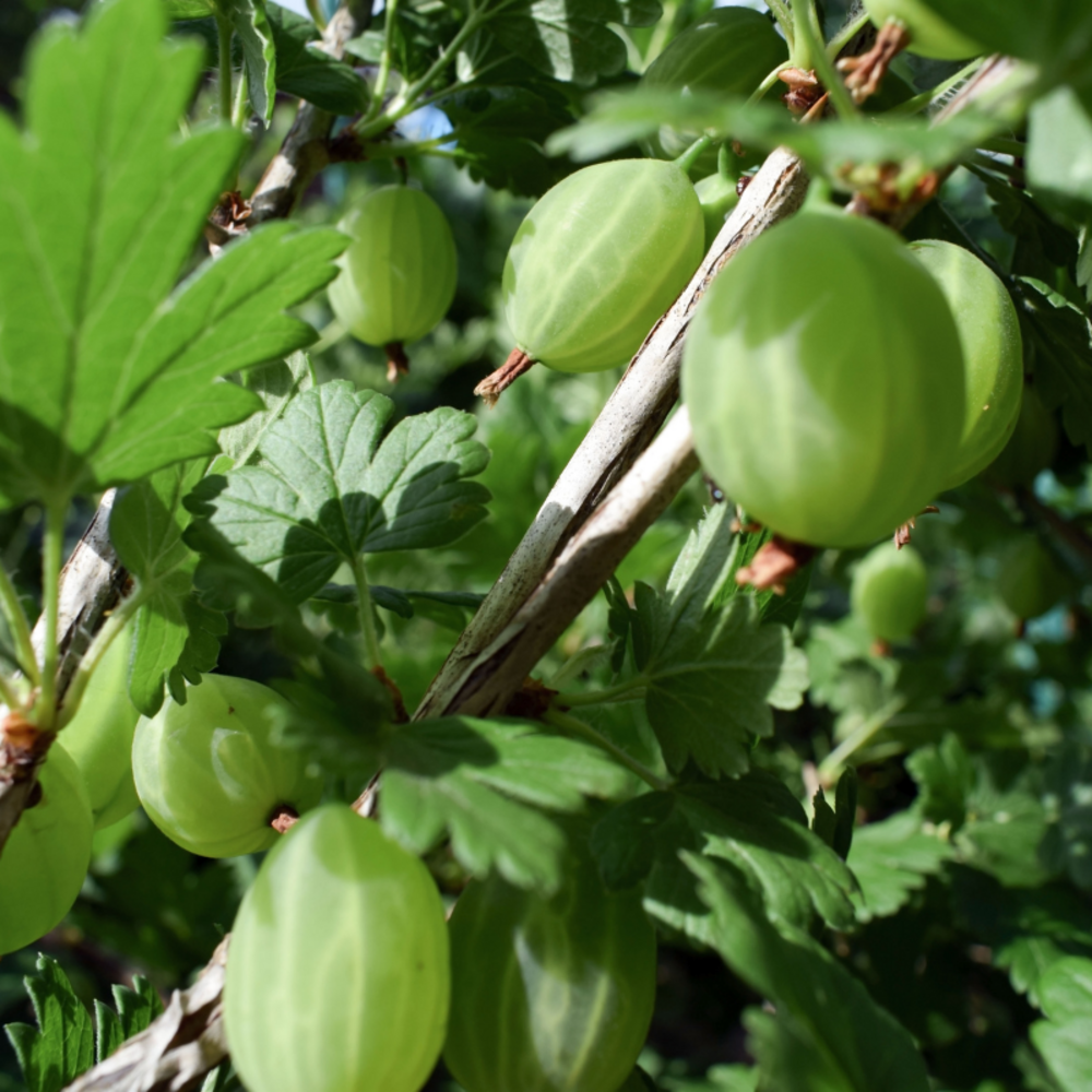 Groseillier à maquereau - ribes uva-crispa 50/60cm