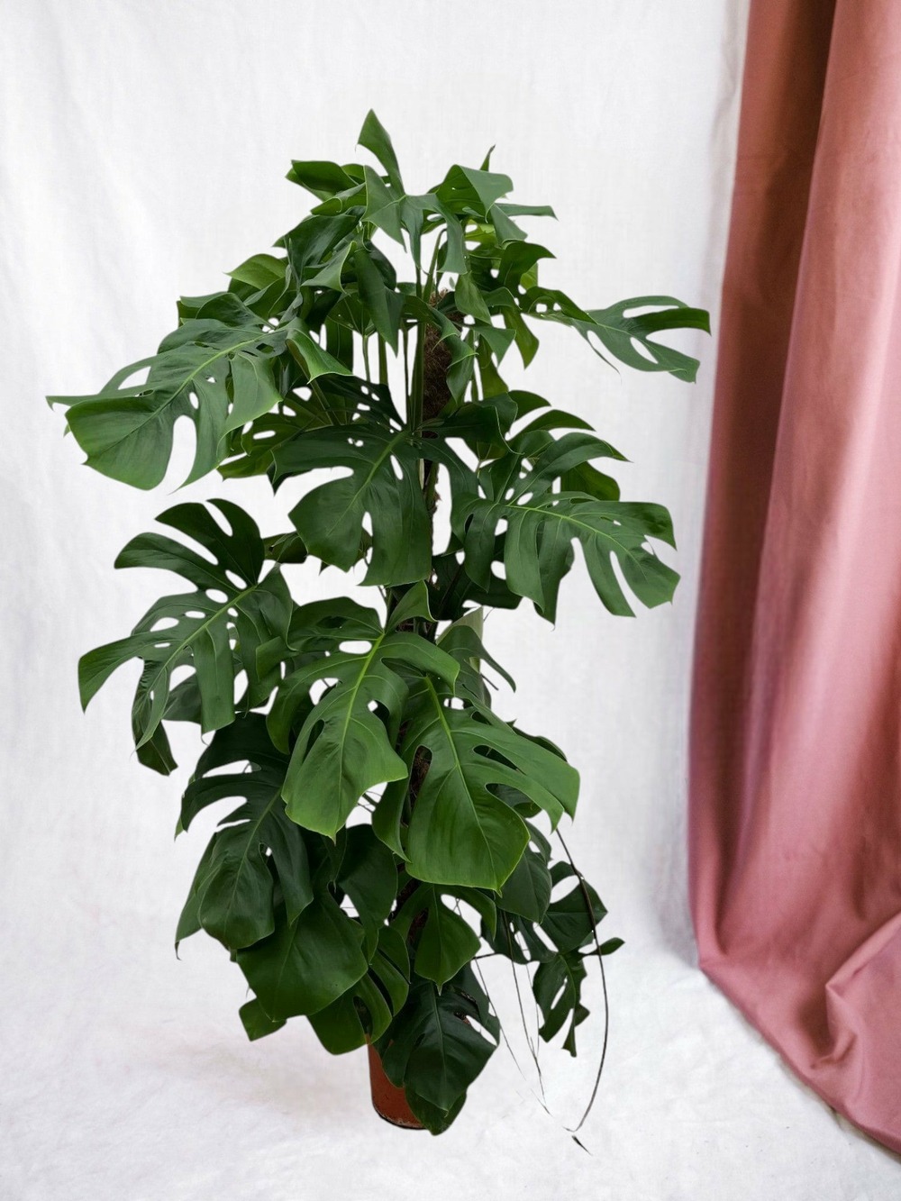 Monstera deliciosa xxl 150cm - plante d'intérieur