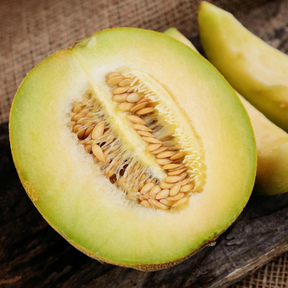 Plant de melon masada hf1 godet