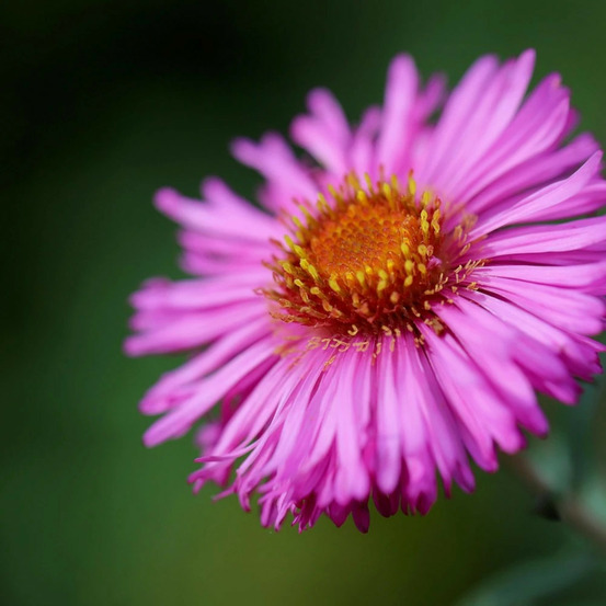 Aster grand d'automne annabelle de chazal godet - 5/20 cm