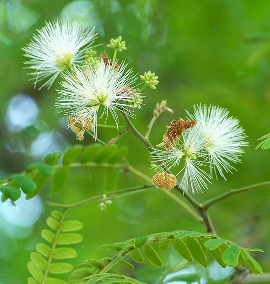 Albizia lebbeck (bois noir, bois noir cha-cha, bois noir des bas, acacia lebbeck) pot de 25l - 180/200cm