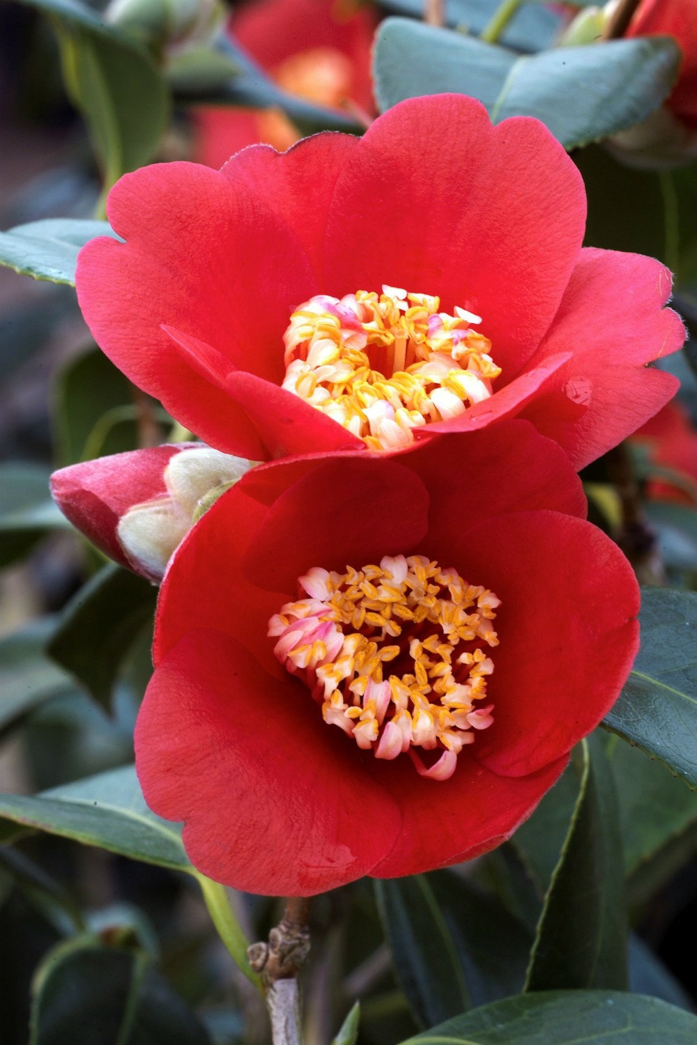 Camélia 'kimberley' - en pot de 1 litre