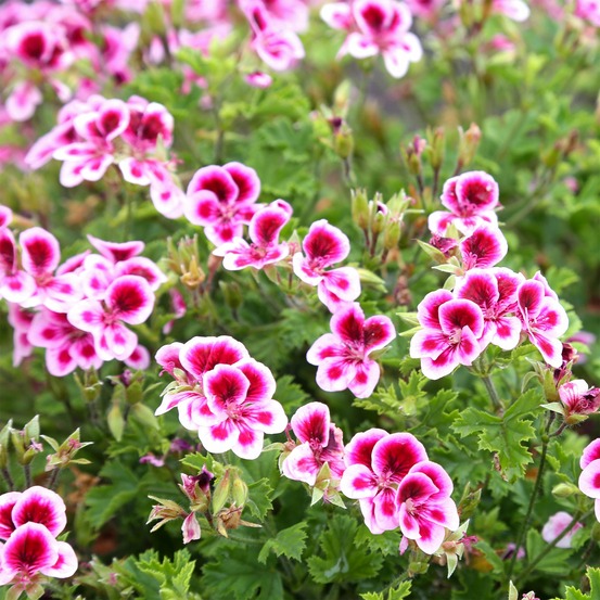 3 géraniums parfumés pansy - les 3 pots / ø 10.5cm