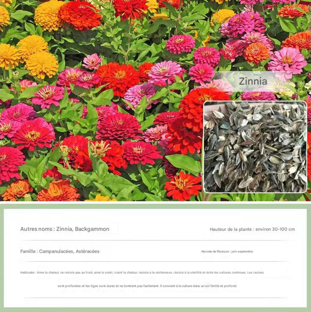 Dtopbuyage - graines de zinnia 200 gélules