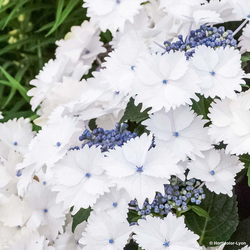 Hortensia 'koria' pot de 4l/5l