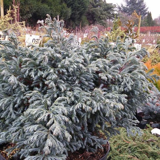 Cyprès sawara 'boulevard' pot de 7,5l/10l