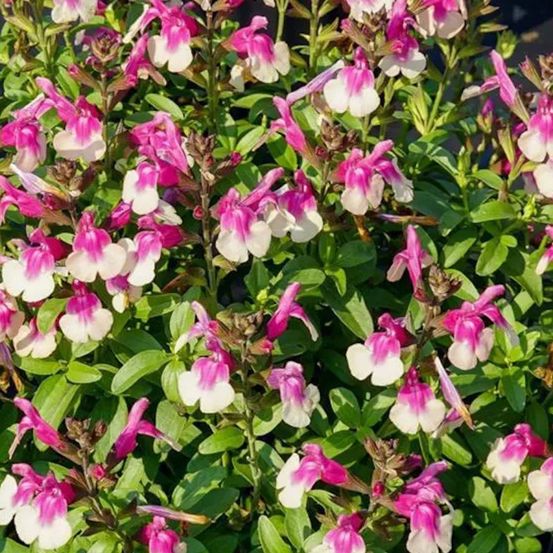 Sauge d'automne mirage™ rose bicolor pot de 3l - 20/40 cm