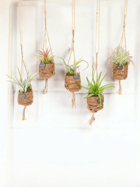 Box - 5 kokodama tillandsia