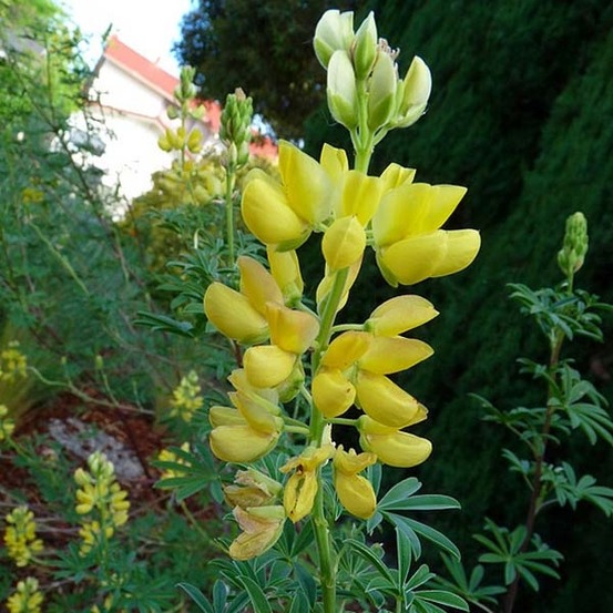 Lupin en arbre pot de 2l/3l