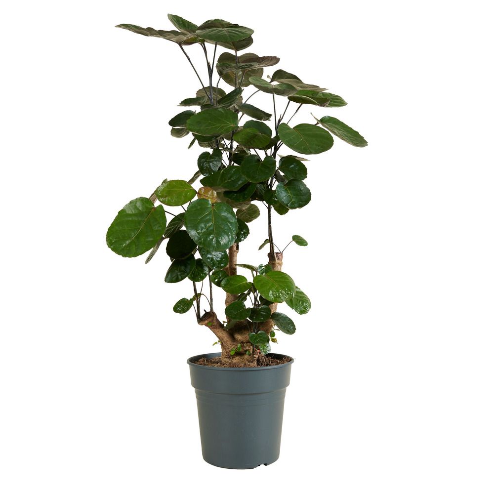 Polyscias fabian - aralia - plantes d'intérieur - purifiant l'air - h. 80-100 cm - p. 21cm