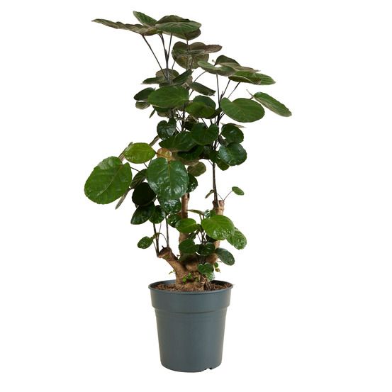 Polyscias fabian - aralia - plantes d'intérieur - purifiant l'air - h. 80-100 cm - p. 21cm