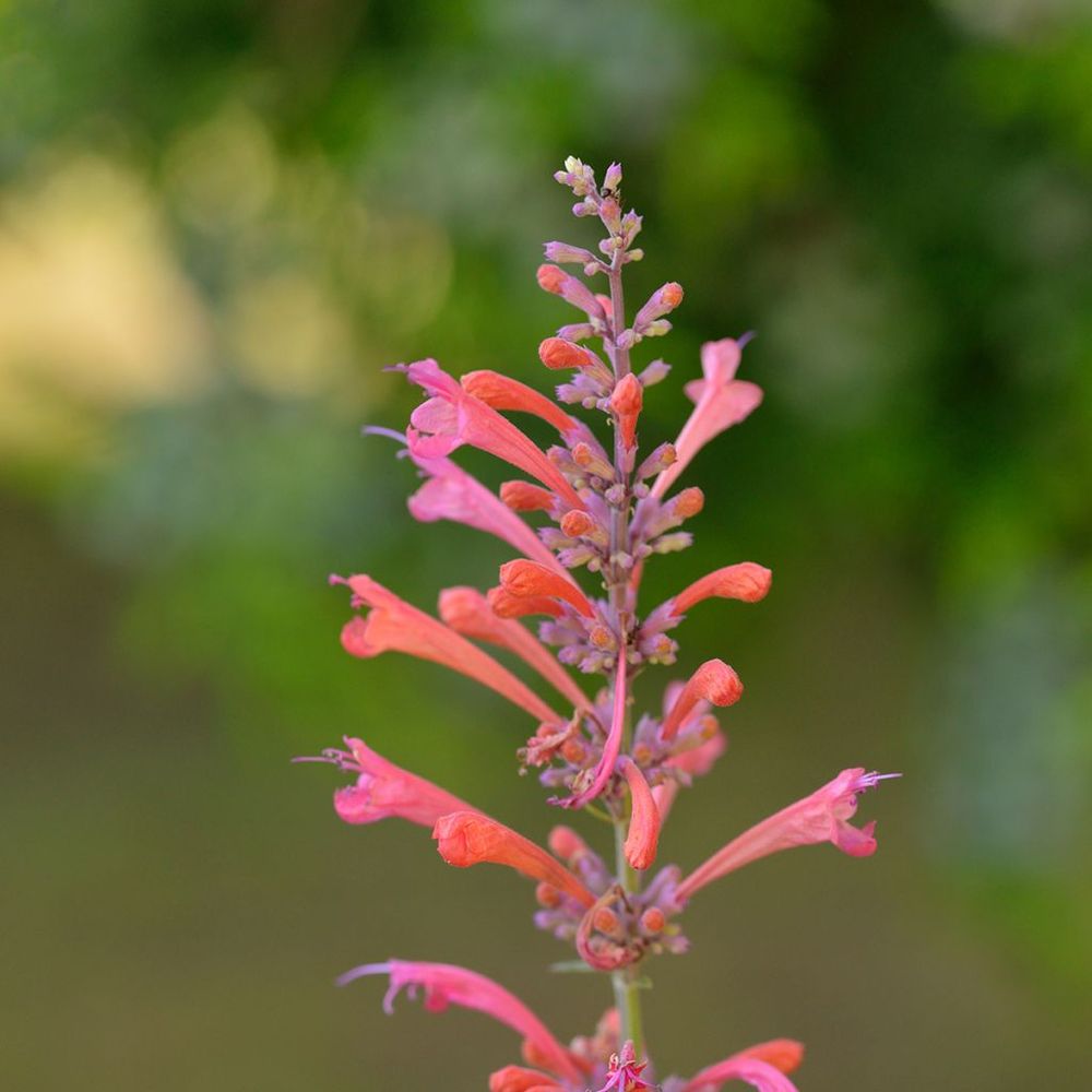 Agastache 'kudos coral' godet de 8/9 cm