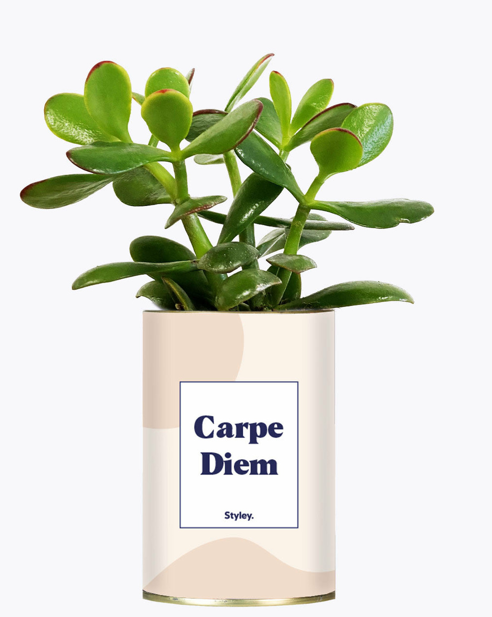 Idée cadeau - carpe diem - cactus