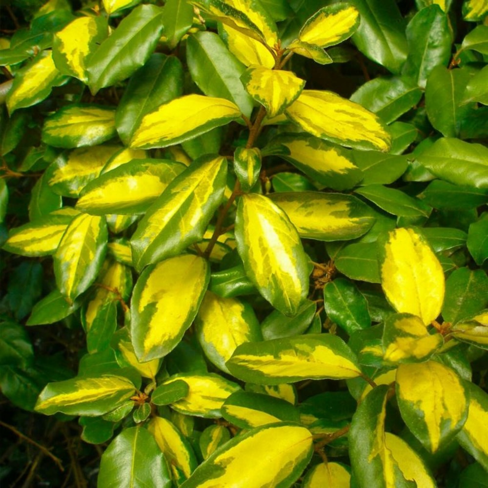Chalef de ebbing (elaeagnus ebbingei 'limelight')