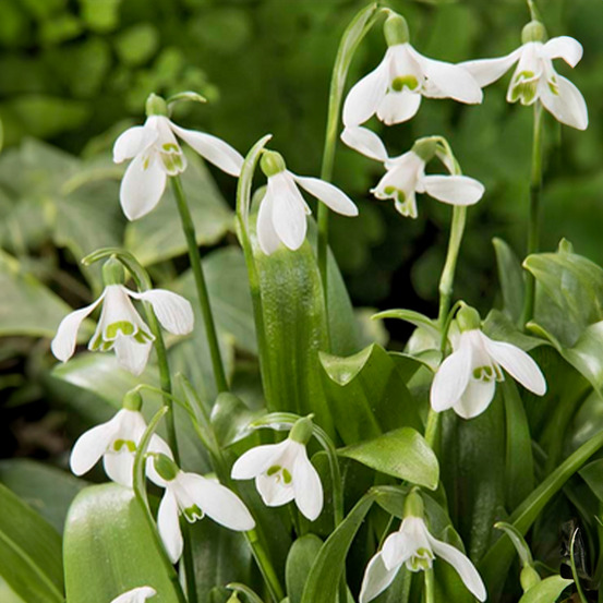 Mélange de 25 - galanthus woronowii - perce-neige - blanc - pousse jusqu'à 10-15 cm
