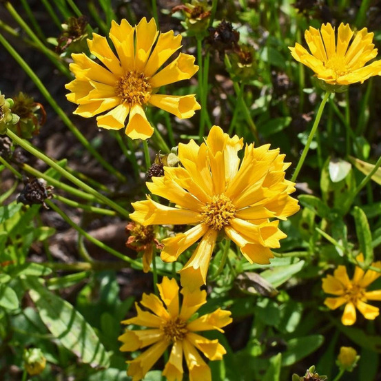 Coréopsis sonnenkind, coréopsis à grandes fleurs lot de 3 godets