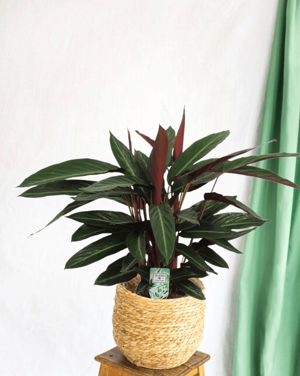 Calathea stripestar 65cm - plante d'intérieur