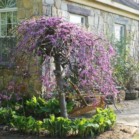 Gainier du canada 'lavender twist ' pot de 3l/4l