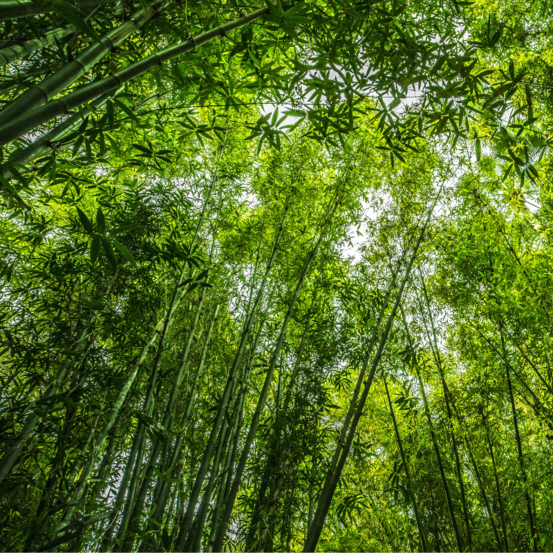 Bambou fargesia robusta formidable 60 cm pot 2l