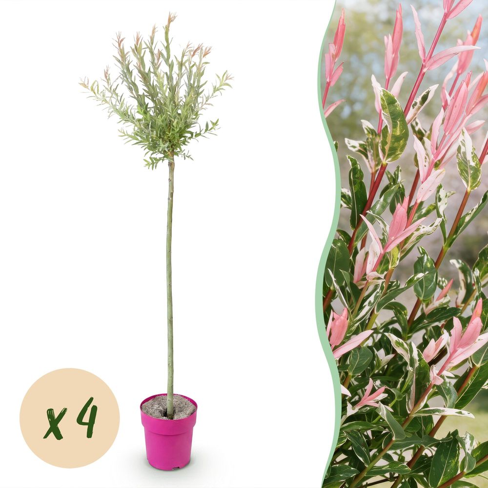 Saule crevette flamingo - 4 plants - h 140-160 cm, pot ø23 cm