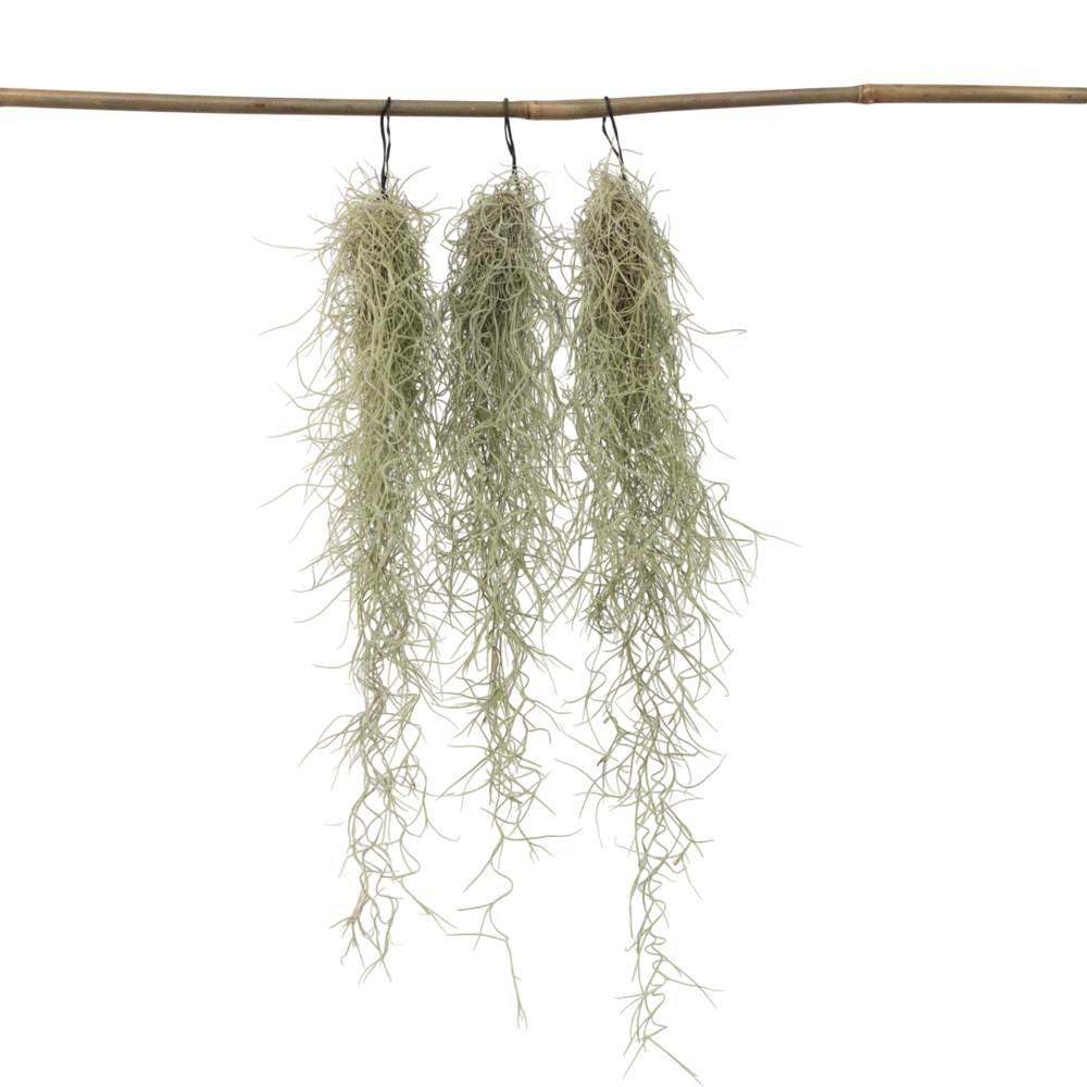 Mousse espagnole - set de 3 - tillandsia usneoides - hauteur 25-40cm - ⌀5cm
