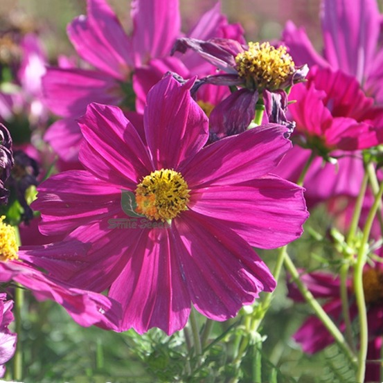 Graines de fleurs cosmos bipinnatus 100 grains * 5 sachets