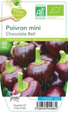Poivron mini bell chocolate  -plant ab  en  pot 0.5 l- plante du jardin