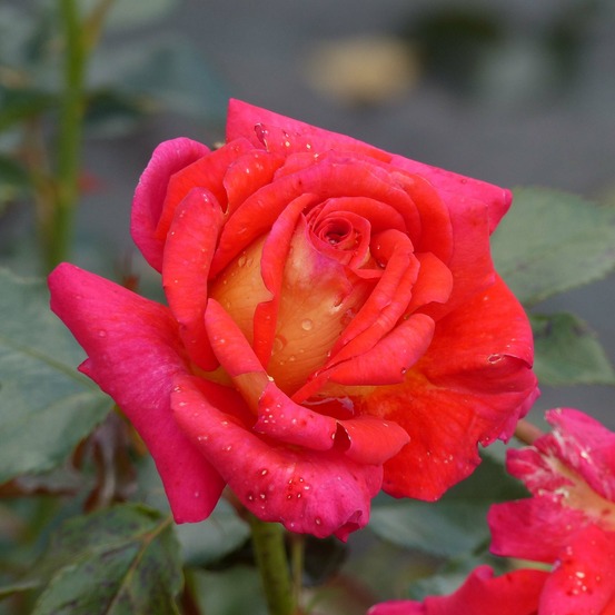 Rosier 'parfum de grasse ' pot de 4l/5l