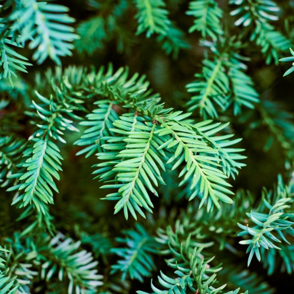 If commun - taxus baccata en motte 150/175cm
